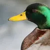 intilligenteente