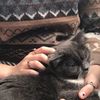ybbcdpps