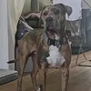 kieran_milo