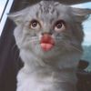 sourceami_