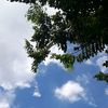 mell.s_160502