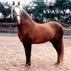 santiagomartinez857