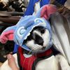 capidecat