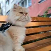 mysupercatari
