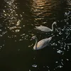 fnayiw
