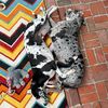 housecowz
