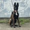 belgianmalinois231