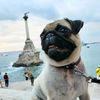 pug_tasya