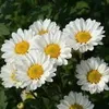 february_chrysanthemum