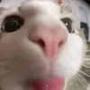 quy.nk_a