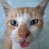 gingygirl