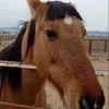 indrilo67