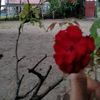 _officiumnobile1