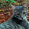web_.kitty