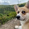 peachlilcorgi