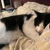thecatfamilylorena