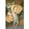 tanjiro_porra