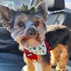 lucytheteacupyorkie1