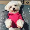 minniethemaltese26