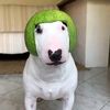 waltersoseggsy
