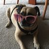 mr.beezknees