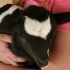 babyleomygoat