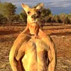 mr.kangur
