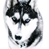 hasky_rus