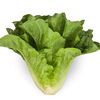 a_entire_head_of_lettuce