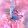 butterfly_190394