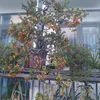 thanh.lai41