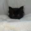 nleyiee