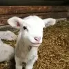 sheep.and.co