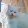 napionln