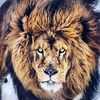stretlion