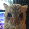 meesternoodle