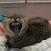 mesaresaa
