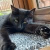 zappycat