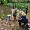 hoalananbinh