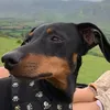 filomenoelsalchicha