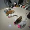 popoomeawmeaw
