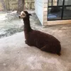 fayyasminzm