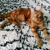 rustytheginger
