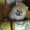 poppylampot