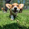 charlieandmabelthecorgi