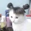 catmomo_o