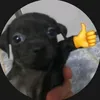regulusblackcantsw1m