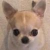 iggyziggy620