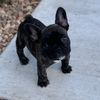 potatofrenchiepup