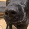 ella5eva